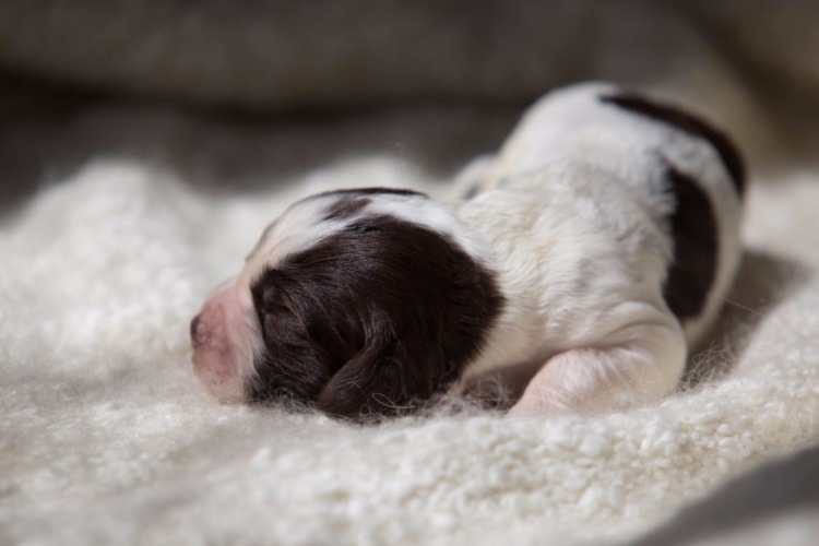 194947-0f0b2-103053758-m750x740-u27809.j