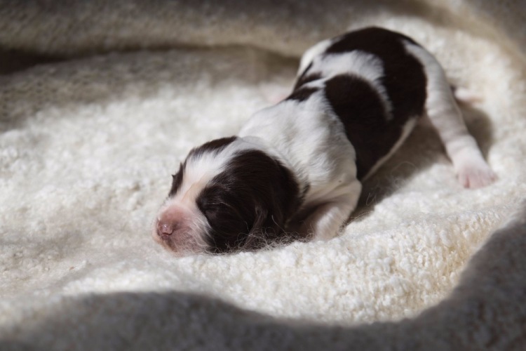 194947-4a18b-103053742-m750x740-u6d365.j