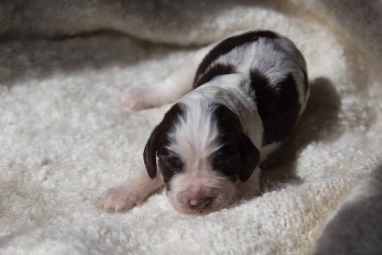 194947-7dc7b-103053744-m750x740-uf3dcb.j