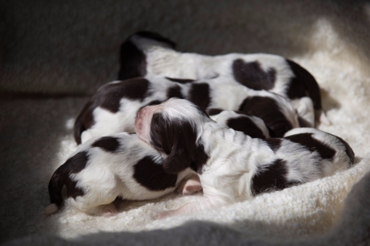 194947-8d34d-103053740-m750x740-uffd72.j