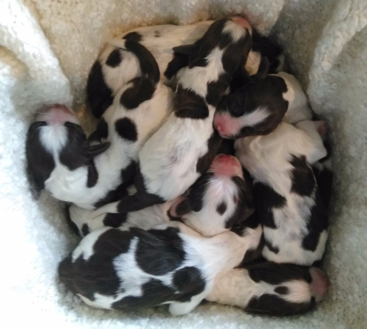 194947-d2c54-102951441-m750x740-uff36b.j